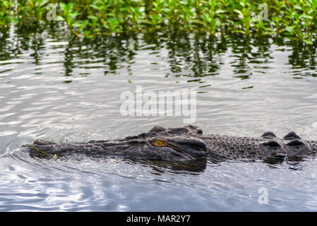 Saltwater crocodile in Kakadu, Northern Territory, Australia, Pacific Stock Photo