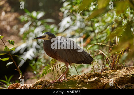 A young White-faced Egret strolls through woodland near Auckland, North Island, New Zealand, Pacific Stock Photo