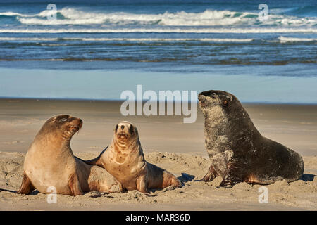 A male New Zealand sea lion (Hooker's sea lion) guards juvenile females of the species on Allans Beach, Otago Peninsula, Otago, South Island, New Zeal Stock Photo