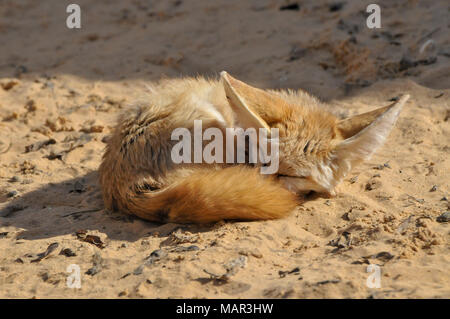 Fennec fox, (Vulpes zerda), sleeping on the warm sand Stock Photo