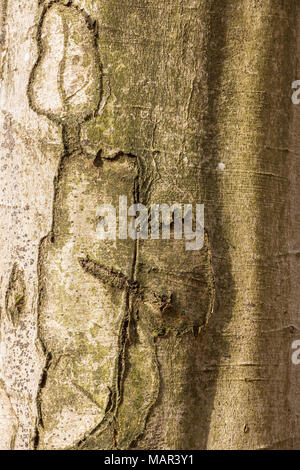 Tree trunk with scars in the middle of the forest Stock Photo