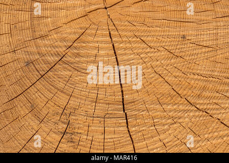 Wooden structure of a tree trunk in the middle of the forest Stock Photo