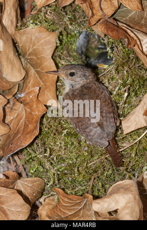 Close up of single Eurasian Wren Troglodytes troglodytes at nest with chicks in ivy covered tree Stock Photo