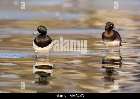 Pair of Tufted Duck Aythya fuligula standing on ice showing reflection in water Stock Photo