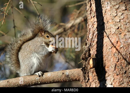 Eastern squirrel sitting on a branch eating a nut Stock Photo