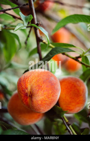 Ripe peaches growing in a peach tree Stock Photo