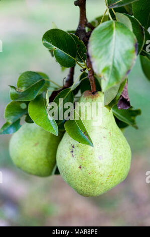 Close up of green Bartlett or Williams pears growing in pear tree. Stock Photo