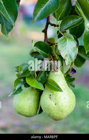 Close up of green Bartlett or Williams pears growing in pear tree. Stock Photo