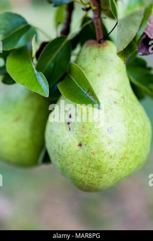 Close up of green Bartlett or Williams pears growing in pear tree. Stock Photo