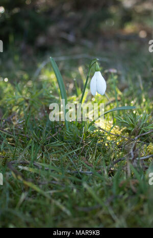 In the foreground is the first spring snowdrop with dew drops on leaf in sunshine Stock Photo