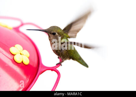 a hummingbird perched on a red plastic feeder with a white background Stock Photo