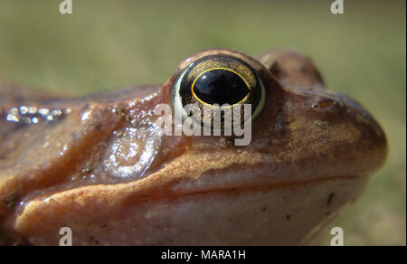 Detail eye common frog. The common frog - rana temporaria is a semi-aquatic amphibian of the family ranidae Stock Photo