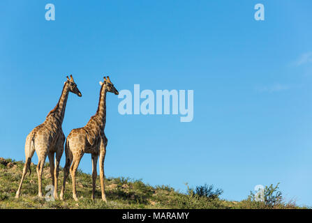 Southern Giraffe (Giraffa giraffa). Two males in the last evening light Stock Photo