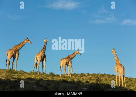 Southern Giraffe (Giraffa giraffa). Four males in the last evening light Stock Photo