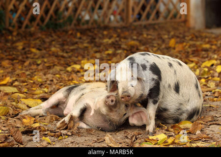 Domestic Pig, Turopolje x ?. Two piglets (5 weeks old) playing in leaf litter. Germany Stock Photo