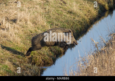 Wild Boar (Sus scrofa). Sow jumping over a ditch. Germany Stock Photo