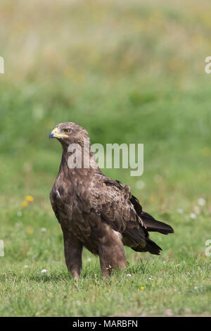 Lesser Spotted Eagle (Aquila pomarina). Adult standing on the ground,. Germany Stock Photo