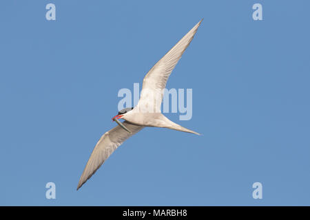 Arctic Tern (Sterna paradisaea). Adult in flight with fish prey in its beak. Germany Stock Photo