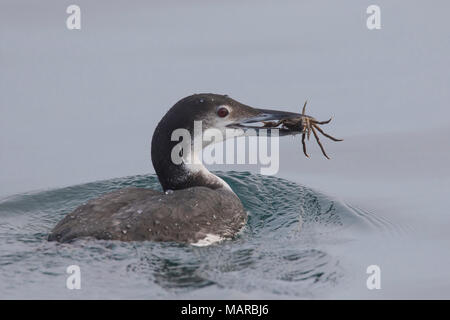 Common Loon (Gavia immer). Adult bird in winter plumage swimming with crab prey. Iceland Stock Photo