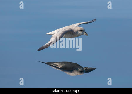 Northern Fulmar (Fulmarus glacialis). Adult in flight above the sea. Svalbard Stock Photo