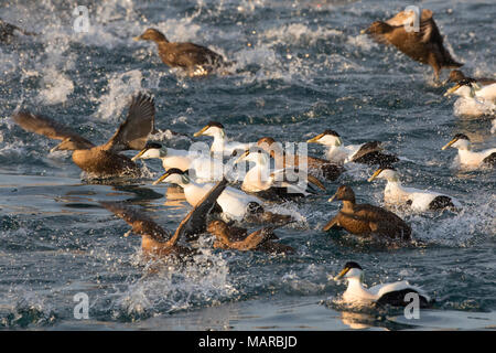 Common Eider (Somateria mollissima). Flock of drakes and ducks swimming, some of them starting. Iceland Stock Photo