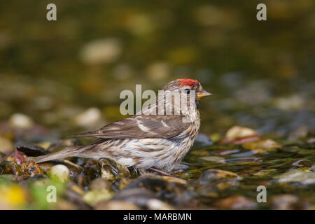 Common Redpoll (Carduelis flammea, Acanthis flammea). Female next to water. Germany Stock Photo