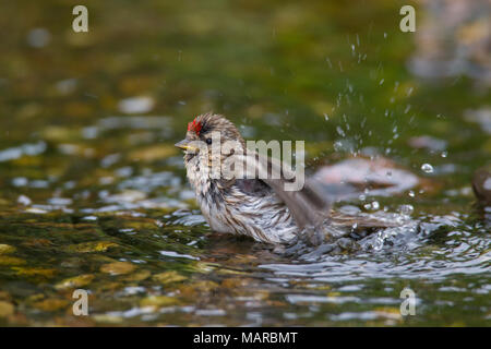 Common Redpoll (Carduelis flammea, Acanthis flammea). Female taking a bath. Germany Stock Photo