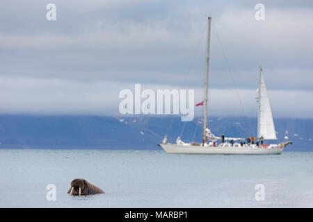 Atlantic Walrus (Odobenus rosmarus). Single individual in water with sailing boat in background. Svalbard, Norway