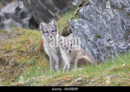 Arctic Fox (Alopex lagopus). Pair of juveniles sitting next to a rock. Svalbard, Norway Stock Photo