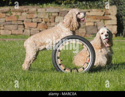 American Cocker Spaniel. Two adults on agility parcour. Germany Stock Photo
