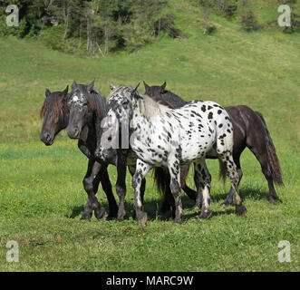 Noriker. Four juveniles trotting on an alpine meadow, Austria Stock Photo