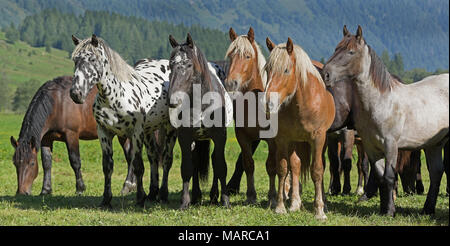 Noriker Horse. Herd of juveniles (2 years old)  standing on an alpine meadow. Austria Stock Photo