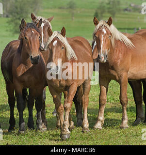 Noriker Horse. Herd of juveniles standing on a meadow. Austria Stock Photo