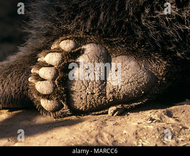 European Brown Bear (Ursus arctos). Close-up of hind foot. Germany
