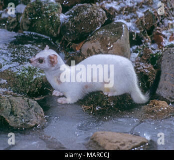 Ermine, Stoat (Mustela erminea) in winter fur next to an icy stream. Germany Stock Photo