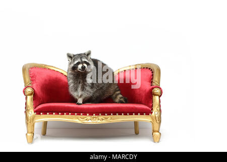 Raccoon (Procyon lotor). Adult standing on a baroque couch. Studio picture against a white background. Germany Stock Photo