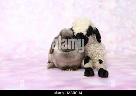 Valais Blacknose Sheep. Lamb (5 days old) and Dwarf Lop-eared Rabbit next to each other. Studio picture against a pink background. Germany Stock Photo