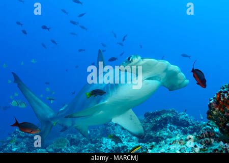 Scalloped Hammerhead Shark (Sphyrna lewini) at cleaning station with juvenile Mexican hogfish (Bodianus diplotaenia) as cleaning fish. Cocos Island, Costa Rica, Pacific Ocean Stock Photo