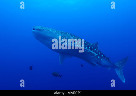 Whale Shark (Rhincodon typus) swimming. Cocos Island, Costa Rica, Pacific Ocean Stock Photo