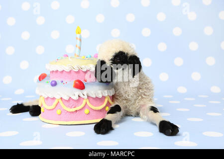 Valais Blacknose Sheep. Lamb (10 days old) lying next to a birthday cake. Studio picture against a light-blue background with polka dots. Germany Stock Photo