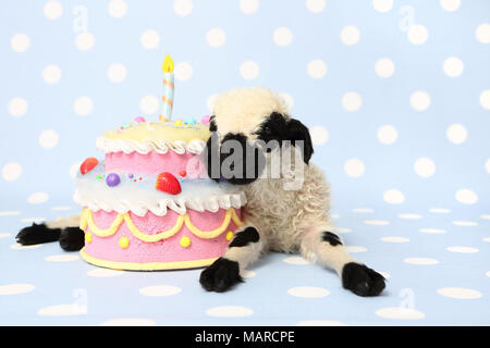 Valais Blacknose Sheep. Lamb (10 days old) lying next to a birthday cake. Studio picture against a light-blue background with polka dots. Germany Stock Photo