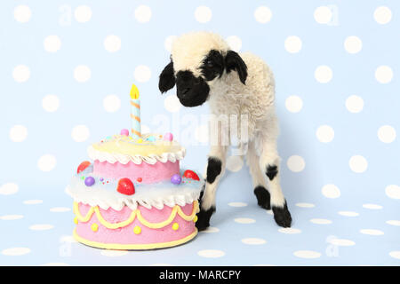 Valais Blacknose Sheep. Lamb (10 days old) standing next to a birthday cake. Studio picture against a light-blue background with polka dots. Germany Stock Photo