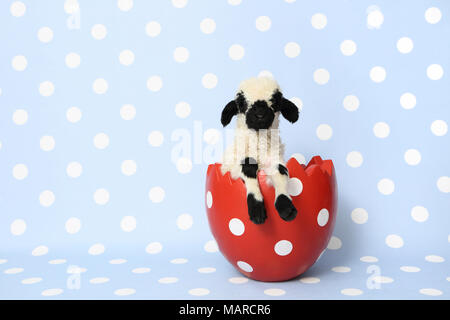 Valais Blacknose Sheep. Lamb (10 days old) in a decorative pot, shaped like an eggshell. Studio picture against a light-blue background with polka dots. Germany Stock Photo