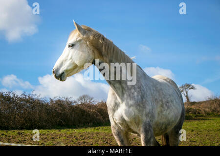 Portrait of beautiful white horse standing in green hillside against blue sky with trees in the background Stock Photo