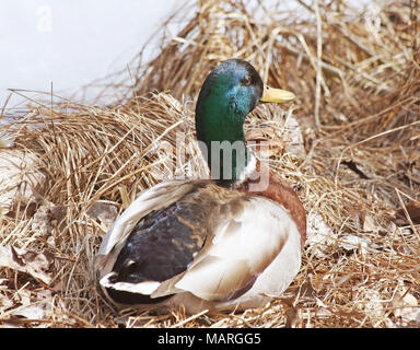 Beautiful Mallard Duck drake resting on dried grasses beside frozen pond in early spring Stock Photo