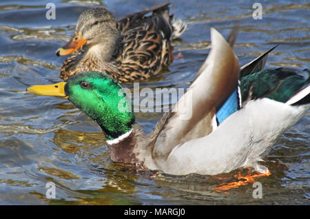 Mallard duck male showing off his colorful feathers to his mate during mating season Stock Photo