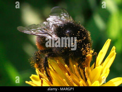 Close-up photography. Bumblebee collects pollen from a flower. Stock Photo