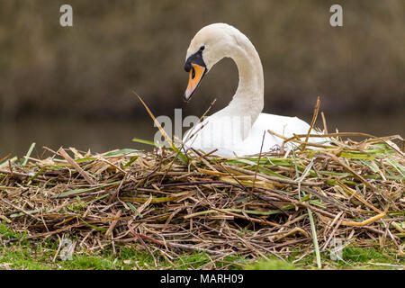 Mute swan (Cygnus olor) building a nest at the lakeside.This female arranges the reeds the male collects and passes to her. The swan is on the nest. Stock Photo