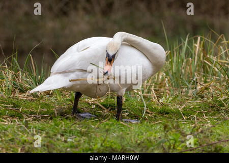 Mute swan (Cygnus olor) building a nest at the lakeside. This male is collecting reeds and passing them to the female on the nest nearby to arrange. Stock Photo