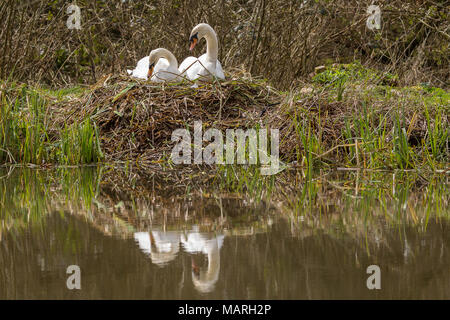 Mute swans (Cygnus olor) building a nest at the lakeside.The male and female build the nest together with the male collecting and passing material.  . Stock Photo